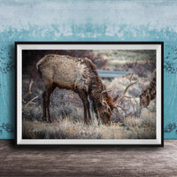 A framed photograph of a deer grazing in a field with a blue background.