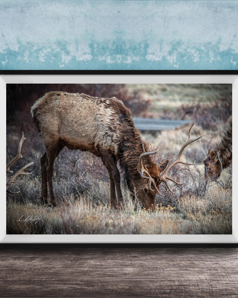 A framed photograph of a deer grazing in a field with a blue background.