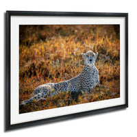 A cheetah resting in a field of tall grass, its spotted coat blending with the golden hues of the surroundings.