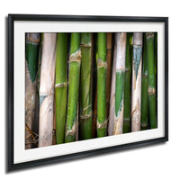 A close-up view of a collection of green bamboo stalks, arranged in a row and framed within a black border.