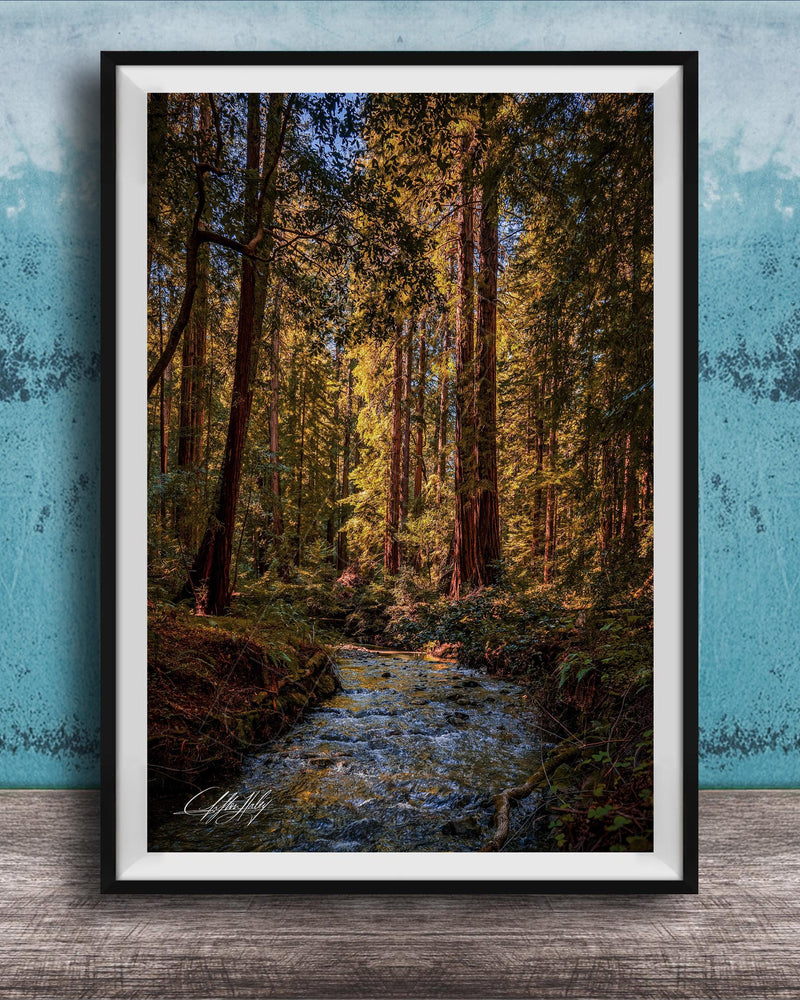 A framed photograph of a serene forest scene with a small stream flowing through it, surrounded by tall trees with vibrant green leaves.