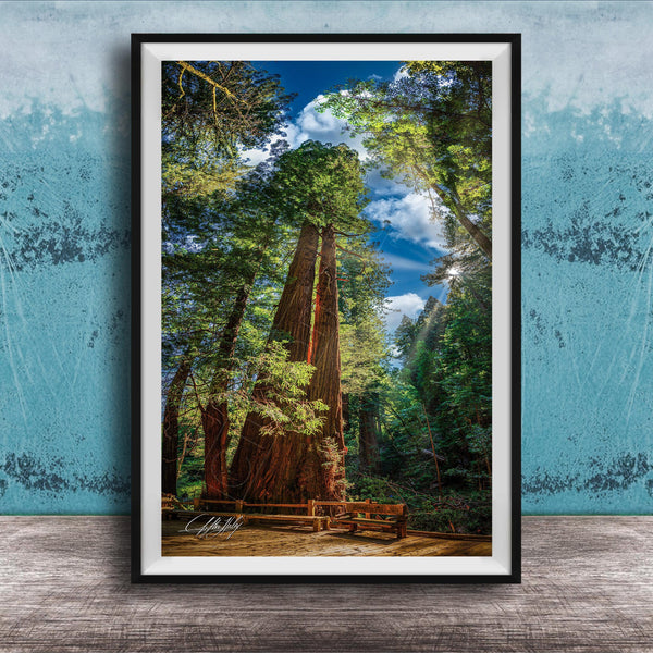 A large, towering redwood tree stands in a lush, verdant forest, its massive trunk and branches reaching towards the sky. The tree's reddish-brown bark contrasts with the surrounding greenery, creating a striking visual. In the foreground, a wooden bench invites visitors to sit and enjoy the serene natural setting. The image is framed, suggesting it is a piece of art or photography.