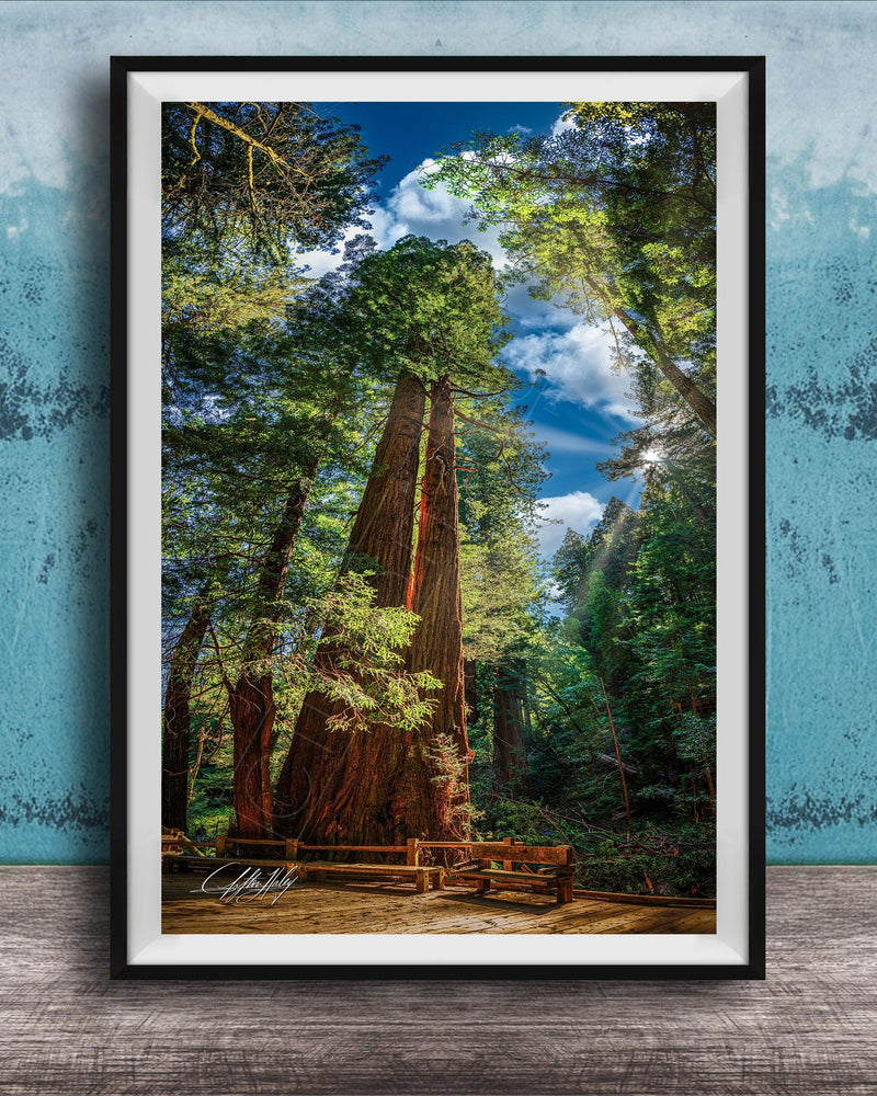 A large, towering redwood tree stands in a lush, verdant forest, its massive trunk and branches reaching towards the sky. The tree's reddish-brown bark contrasts with the surrounding greenery, creating a striking visual. In the foreground, a wooden bench invites visitors to sit and enjoy the serene natural setting. The image is framed, suggesting it is a piece of art or photography.