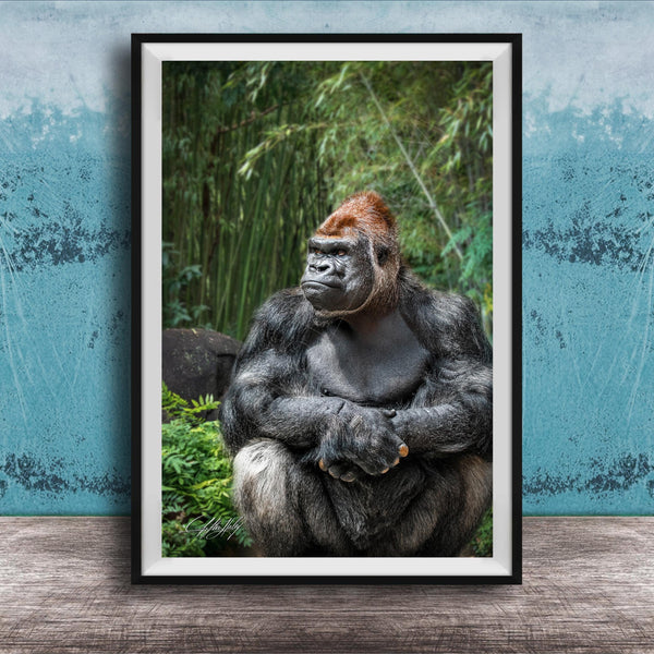 gorilla photography, silverback wall art, uganda jungle print, wildlife fine art, african nature decor, primate photo art, rainforest wall decor, safari home artwork, jungle wildlife print, gorilla portrait art, bwindi forest photo, african wilderness decor, nature lover gift, travel wall art, exotic wildlife image