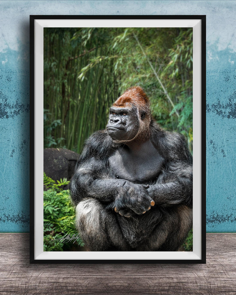 gorilla photography, silverback wall art, uganda jungle print, wildlife fine art, african nature decor, primate photo art, rainforest wall decor, safari home artwork, jungle wildlife print, gorilla portrait art, bwindi forest photo, african wilderness decor, nature lover gift, travel wall art, exotic wildlife image