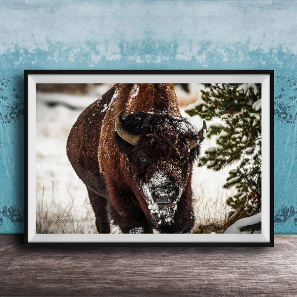 A close-up photograph of a bison standing in a snowy field, with a pine tree in the background.