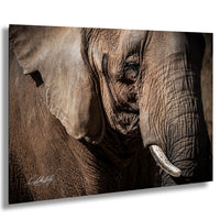 A close-up photograph of an elephant's face, showcasing its wrinkled skin and tusks.