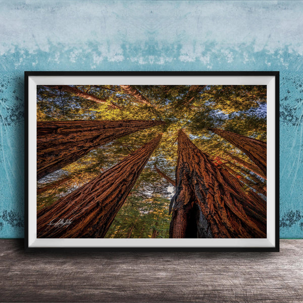 The image is a framed photograph of a forest scene, featuring tall trees with brown trunks and vibrant green leaves reaching upwards towards a blue sky.