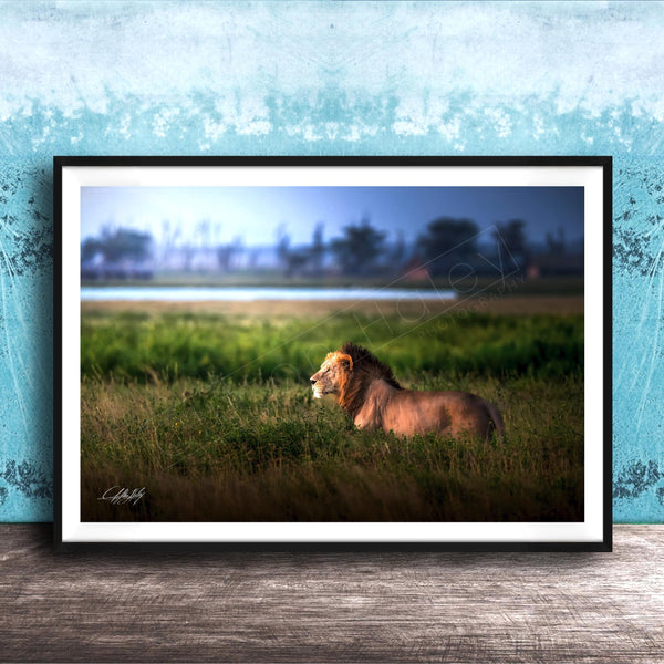 Lion Wildlife Wall Art | Maasai Mara Safari Boho Print Decor