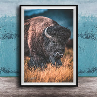 A framed photograph of a bison standing in a field of tall grass.