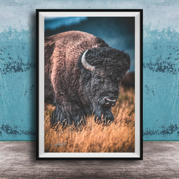 A framed photograph of a bison standing in a field of tall grass.