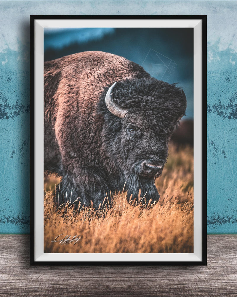 A framed photograph of a bison standing in a field of tall grass.